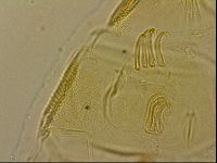 Echiniscus blumi image