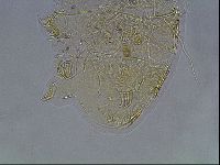 Echiniscus blumi image