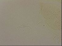 Echiniscus blumi image