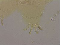 Echiniscus blumi image