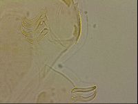 Echiniscus blumi image
