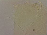 Echiniscus blumi image