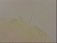 Echiniscus blumi image