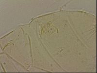 Echiniscus blumi image