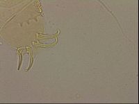 Echiniscus blumi image