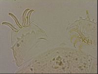 Echiniscus blumi image