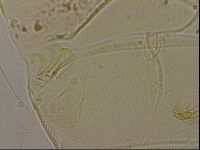 Echiniscus blumi image