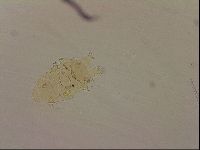 Echiniscus blumi image