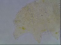 Echiniscus blumi image