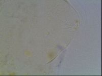 Echiniscus blumi image