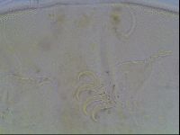 Echiniscus blumi image
