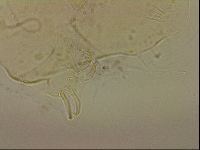 Echiniscus blumi image