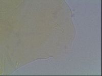 Echiniscus blumi image
