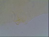 Echiniscus blumi image