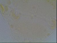 Echiniscus blumi image
