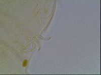 Echiniscus blumi image