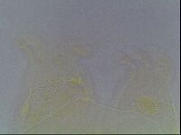 Echiniscus blumi image