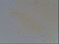 Echiniscus blumi image