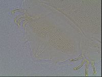 Echiniscus blumi image
