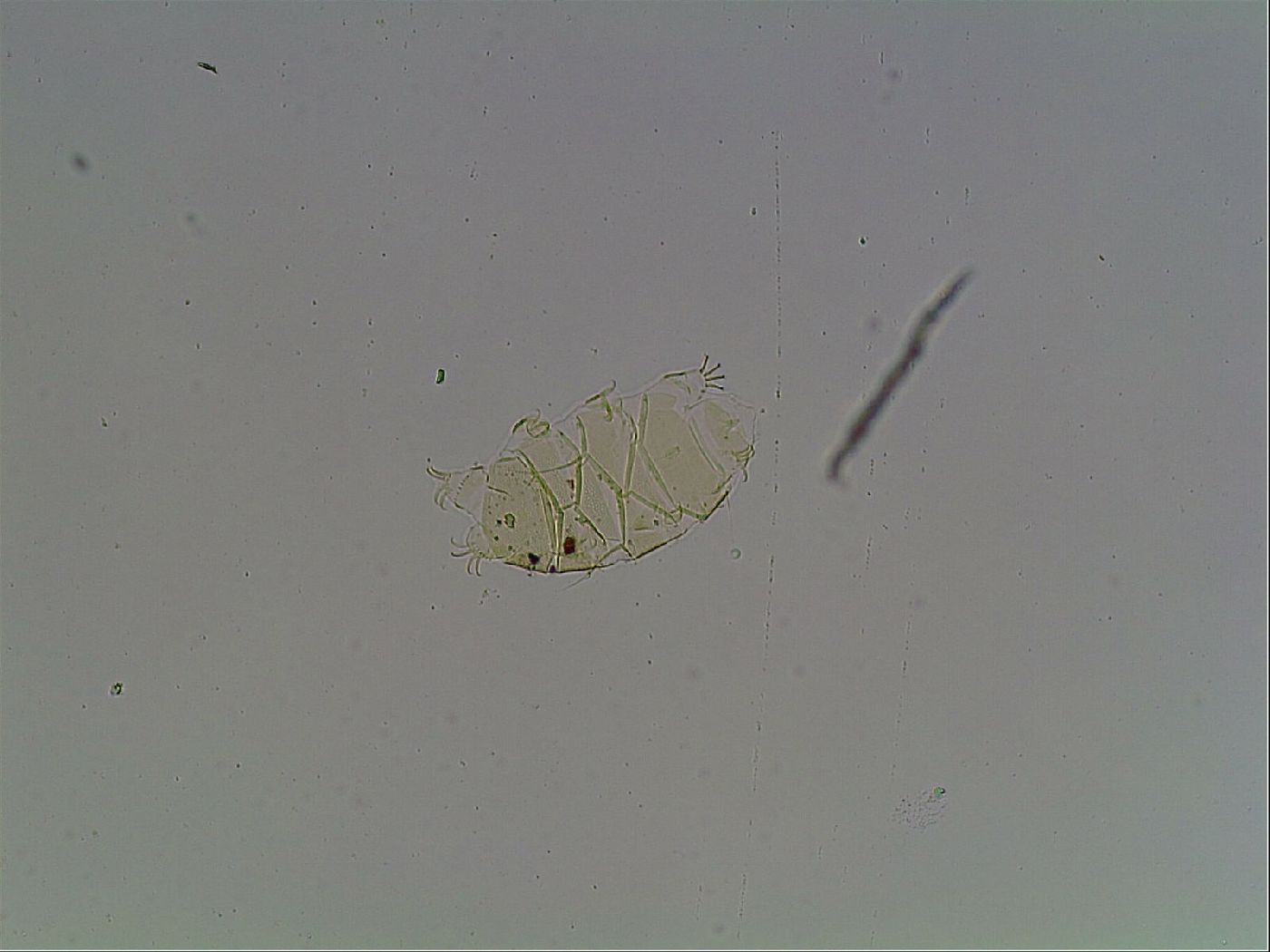 Echiniscus canadensis image