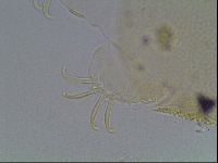 Echiniscus canadensis image