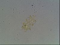 Echiniscus canadensis image