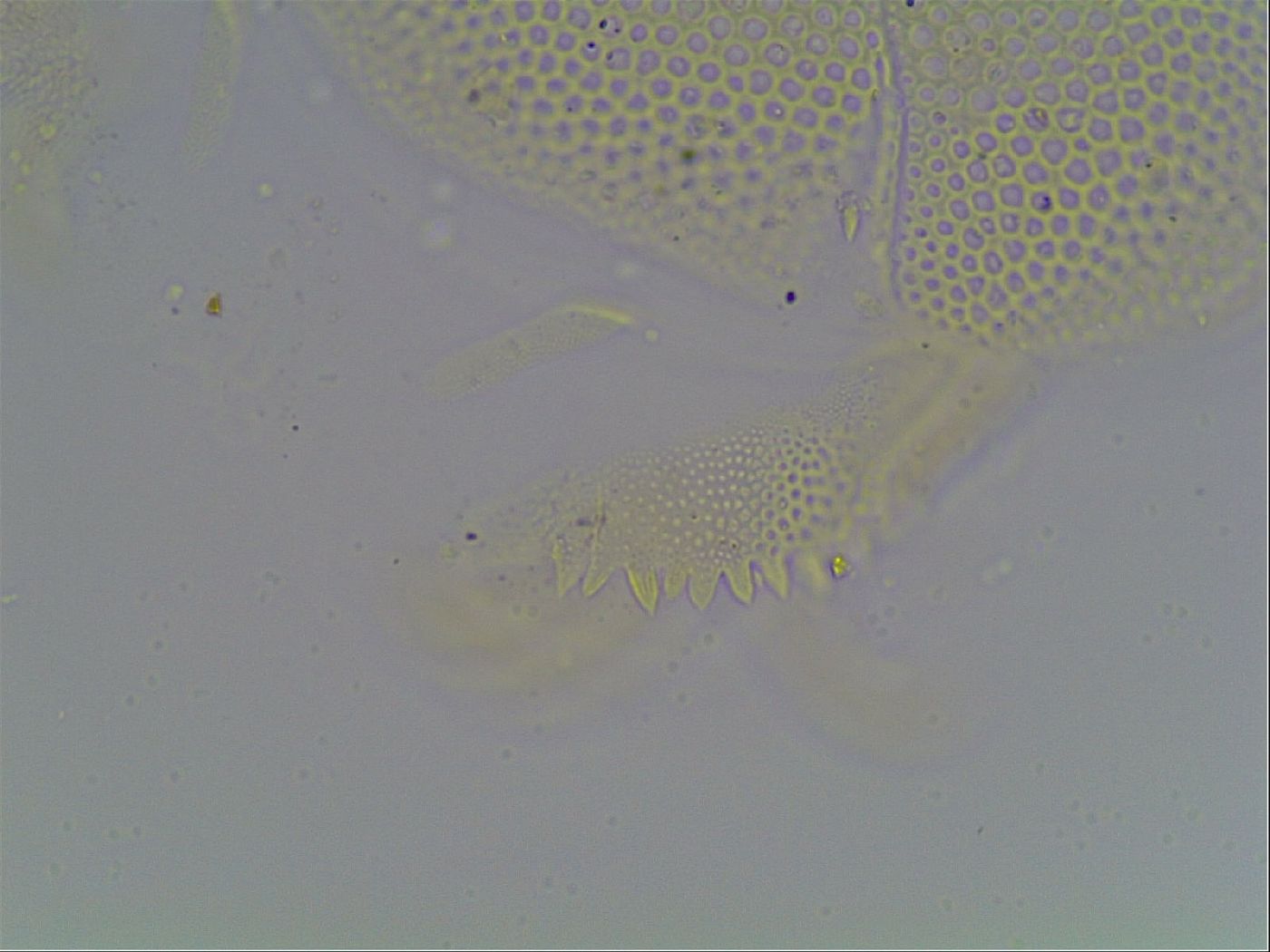 Echiniscus canadensis image
