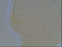 Echiniscus canadensis image