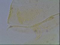 Echiniscus canadensis image