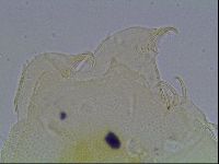 Echiniscus canadensis image