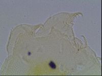 Echiniscus canadensis image