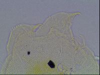 Echiniscus canadensis image