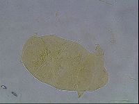 Echiniscus cavagnaroi image
