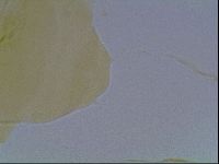 Echiniscus cavagnaroi image