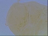 Echiniscus cavagnaroi image