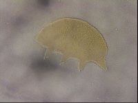 Echiniscus cavagnaroi image