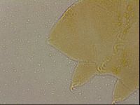 Echiniscus cavagnaroi image