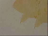 Echiniscus cavagnaroi image