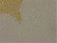 Echiniscus cavagnaroi image
