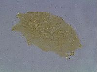 Echiniscus cavagnaroi image