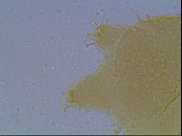 Echiniscus cavagnaroi image