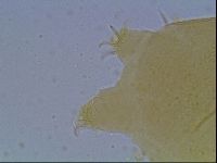 Echiniscus cavagnaroi image