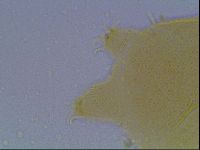 Echiniscus cavagnaroi image