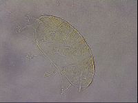 Echiniscus cavagnaroi image