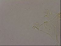 Echiniscus cavagnaroi image