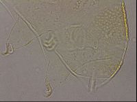 Echiniscus cavagnaroi image