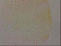 Echiniscus cavagnaroi image