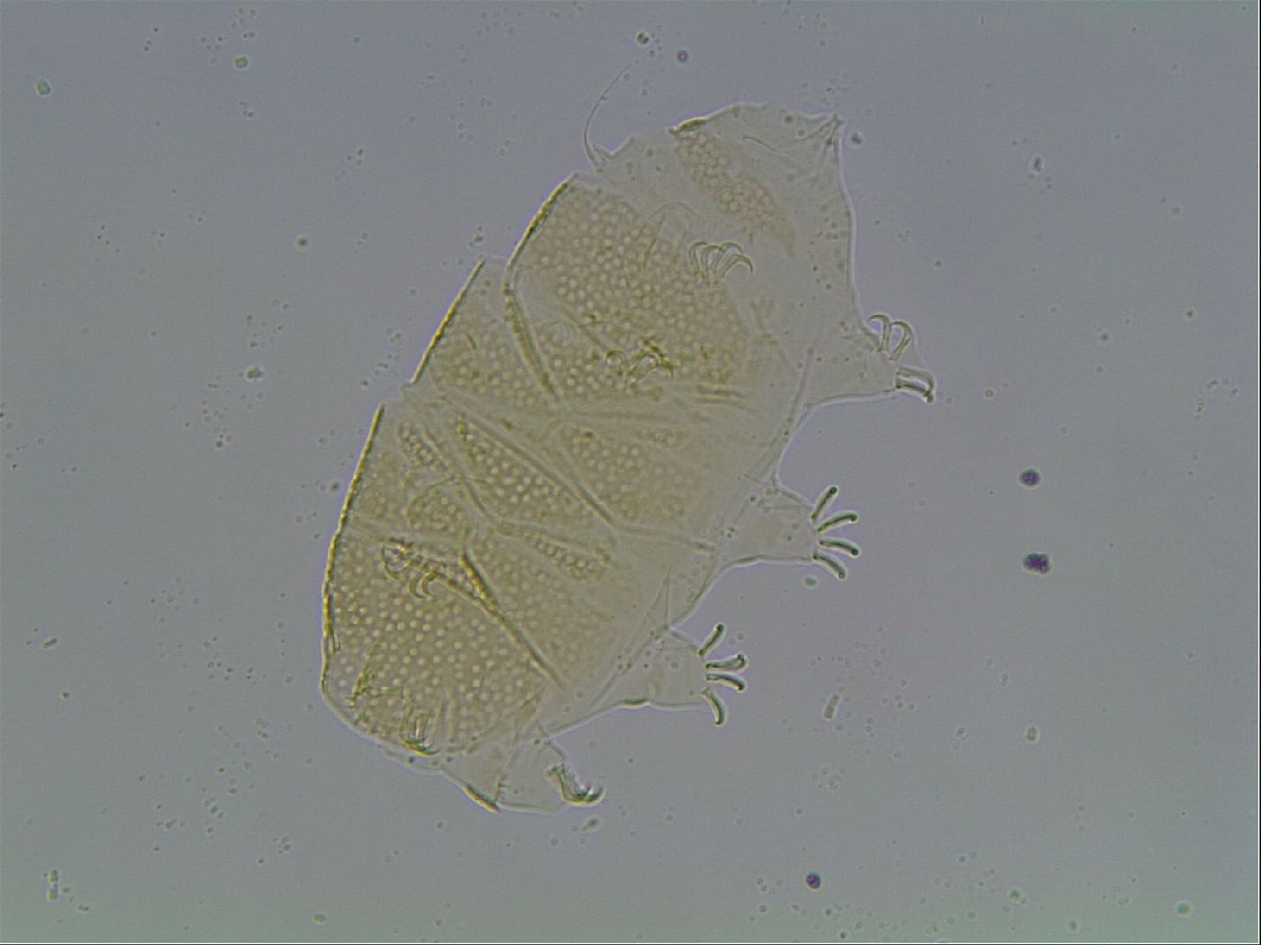 Echiniscus cavagnaroi image