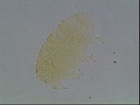 Echiniscus cavagnaroi image