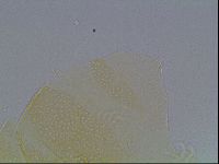 Echiniscus cavagnaroi image